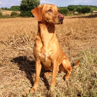 TFoxredlabs's profile picture. Lilleyhoo labradors. Puppie page