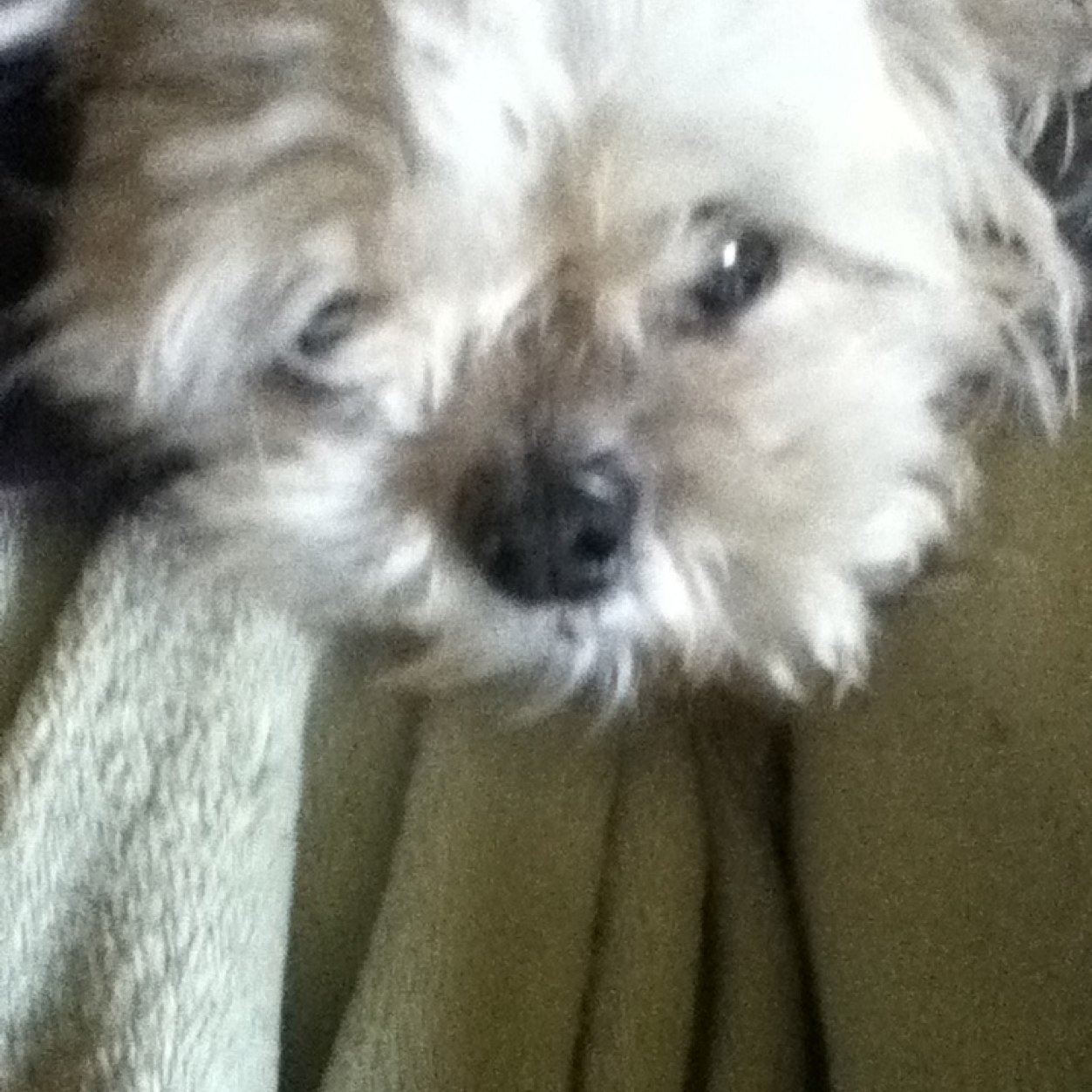 DanTDMRocksEva's profile picture. 