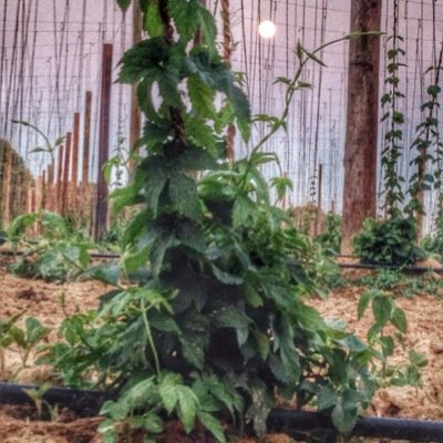 HyHops's profile picture. North Carolina Hops. Cascade, Chinook, & Zeus. Let me know if you want fresh, local hops! Cheers!