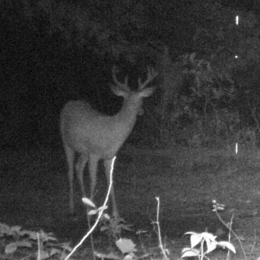 For those that do not know we are a start-up hunting/out-door clothing company.  We are trying to introduce a  fun element into the hunting apparel industry.