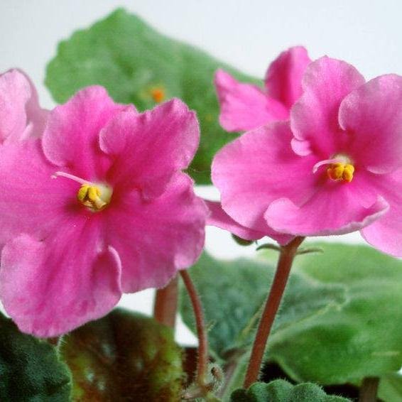 lumaapodi's profile picture. 