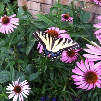 cbasile01's profile picture. 