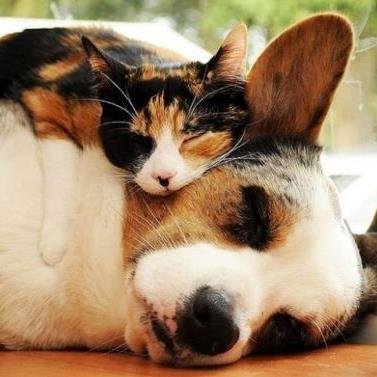 PetzOodle's profile picture. An interactive directory of pet sitters & pet hotels worldwide. Visit us or send us an email: petzoodle@resumeoodle.com