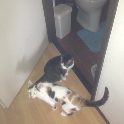 Vrouw/samenwonend met in ieder geval 1 hond en 2 katten/hobby's dat past niet om dat hier allemaal neer te zetten.
