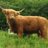 HyghlandBeef's profile image
