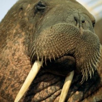 The official Twitter of TusK go sub!
