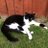 RondoTheCat1's profile image