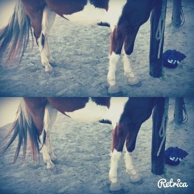 Horseriding = my life
