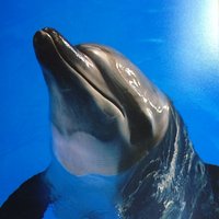 Katie Tindall (@k8_tindall) 's Twitter Profile