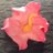 UrbanHibiscus's profile image
