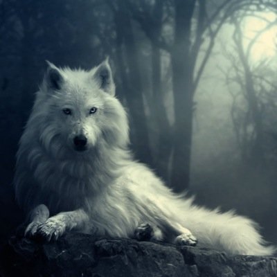 I am Tom, a lone wolf. I live, hunt, and walk alone. I am one of last of 7 ancient, giant wolves. #Male  #Multiverse #RP