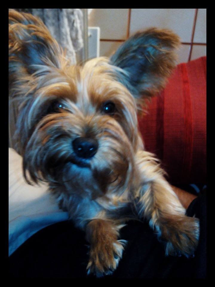 Canina exigente y glamourosa,amante de la moda y lo #cool Me encanta el pienso de cordero y arroz, un indispensable:  mis chuches de bacon! Sigueme en Face!