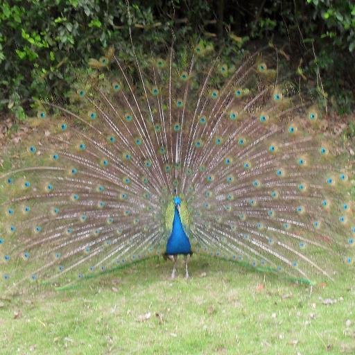 gianell_tulinda's profile picture. me encanta las uvas