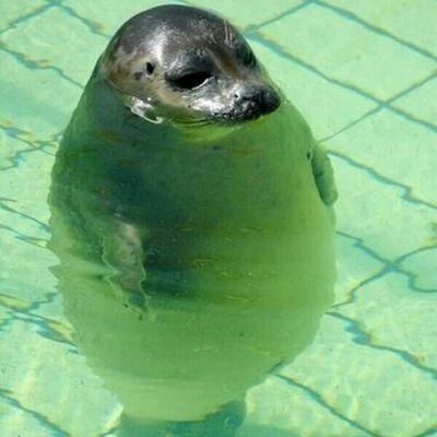 Frnk_vm's profile picture. |csgo|