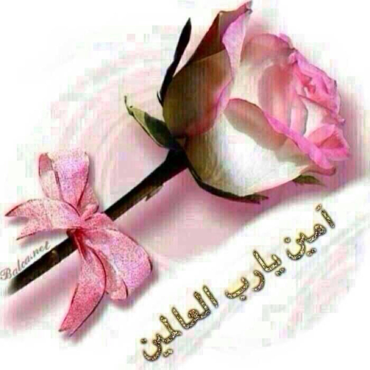 ☝️لا إله إلا الله محمداً رسول الله ( أحب الصالحين ولست منهم وأرجو أن أنال بهم شفاعه) يارب إجعلني ووالديَّ وذريتي منهم