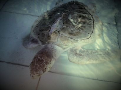 RikaFirhanda's profile picture. 