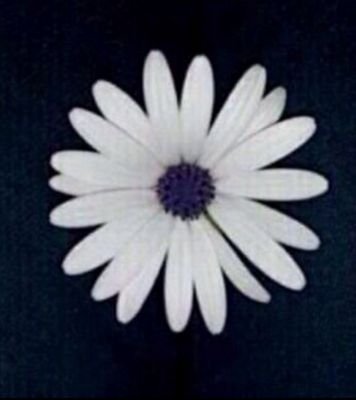 ‏‏‏إني لله وإني إليه لراجعه .