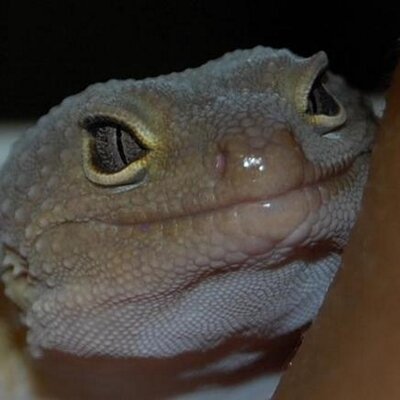CMacBiology's profile image