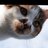 TheSpegL's profile image