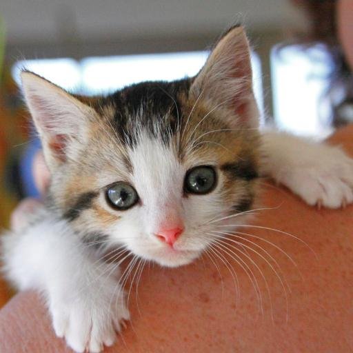 501(c)(3) non-profit offering low-cost spay/neuter for pets of low income caregivers, and rescues & adopts out over 300 cats & kittens each year.