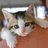unitedpaws's profile image