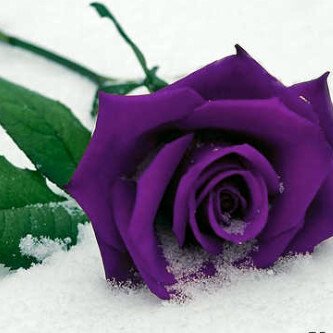 FemidaHoosen's profile picture. 