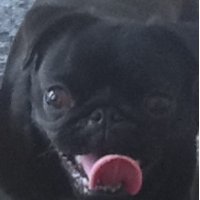 Sharon (@sharonlittlewo1) 's Twitter Profile