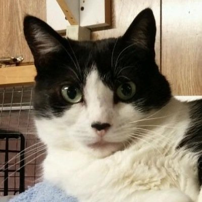 Friends of Linden Animal Shelter (FOLAS) is a no-kill, all-volunteer dog+cat rescue based in Linden, NJ. We are a recognized 501c3 charitable organization.