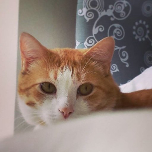 lenje's profile picture. Gendhuk Tri - Mahasinganada forever!