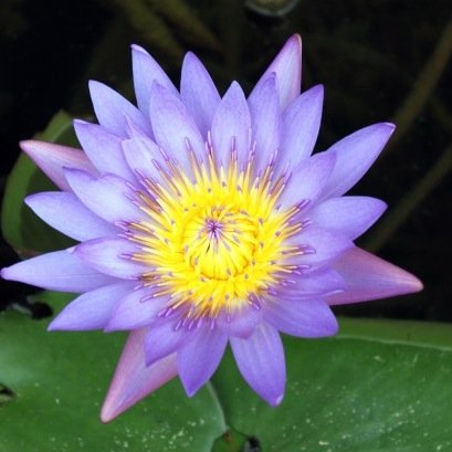 SanFranciscoZen's profile picture. San Francisco Bay Artists Community. Free inspiration for inquiring minds. Working through obstacles that hold back your highest talents. Philosophical opinions