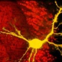UCDneuroblog (@ucdneuro) 's Twitter Profile