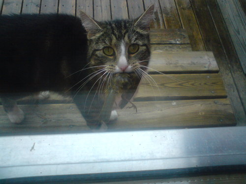 MJAU_MJAU's profile picture. 