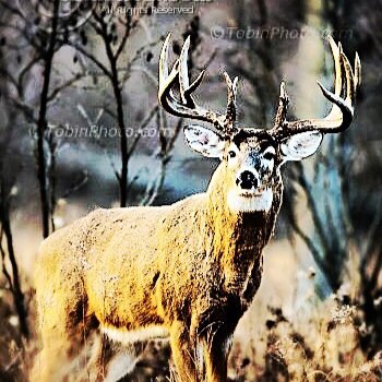 Follow us for the best hunting tweets and pics! Mention us a picture of your buck and we will use it on our account and tag you. #DeerHuntingLife