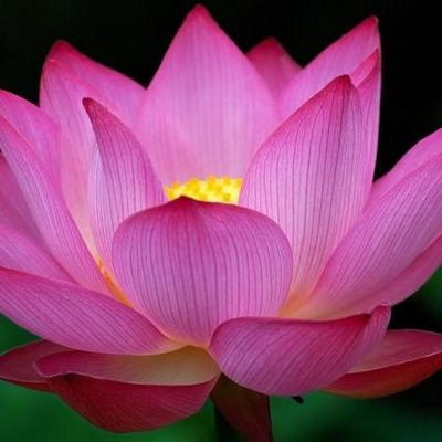 lotus blossom passionatelotus twitter