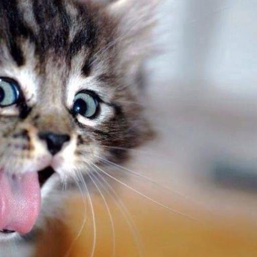 An Explosion of Cuteness!