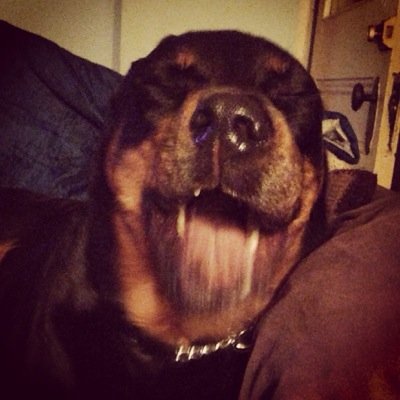 Lachi1473's profile picture. Living in a CANADA