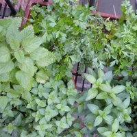 Urban Death Project (@urbandeathproj) 's Twitter Profile