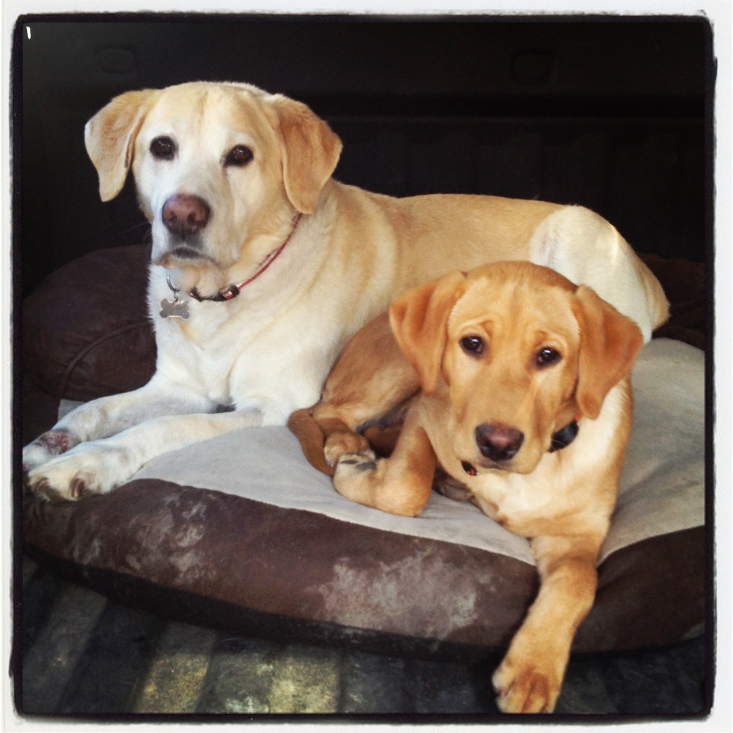 SprStructures's profile picture. GC, SF Bay Area