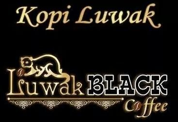 KOPI MURIA .