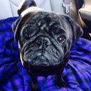 Luda Cris - @LudaThePug - Twitter