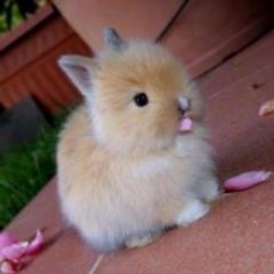 かわいい 動物の赤ちゃん Baby Cuteanimal Twitter かわいい 動物の赤ちゃん Baby Cuteanimal Twitter