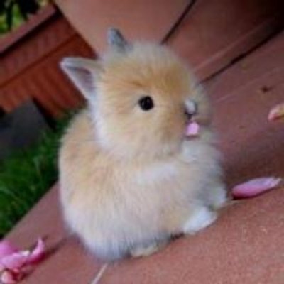 Tweets With Replies By かわいい 動物の赤ちゃん Baby Cuteanimal Twitter