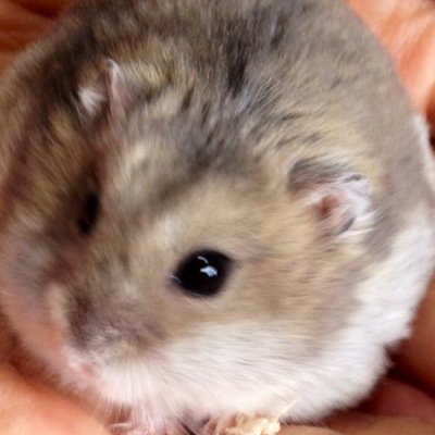 ささいムサシさんのプロフィール画像