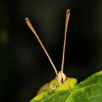 Karthikeyan S. (@palmfly) 's Twitter Profile