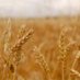 Wheaten Chaff (@wheatten) Twitter profile photo Wheaten Chaff (@wheatten) Twitter profile photo