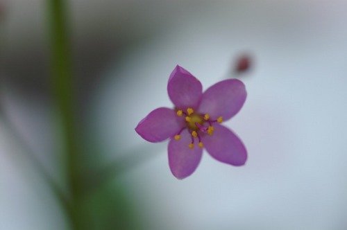 花屋さんの立派なお花たちよりも、そこら辺に咲いてるちっちゃな花が好きです。日々見つけた花を日記みたいに残していきたいと思います。