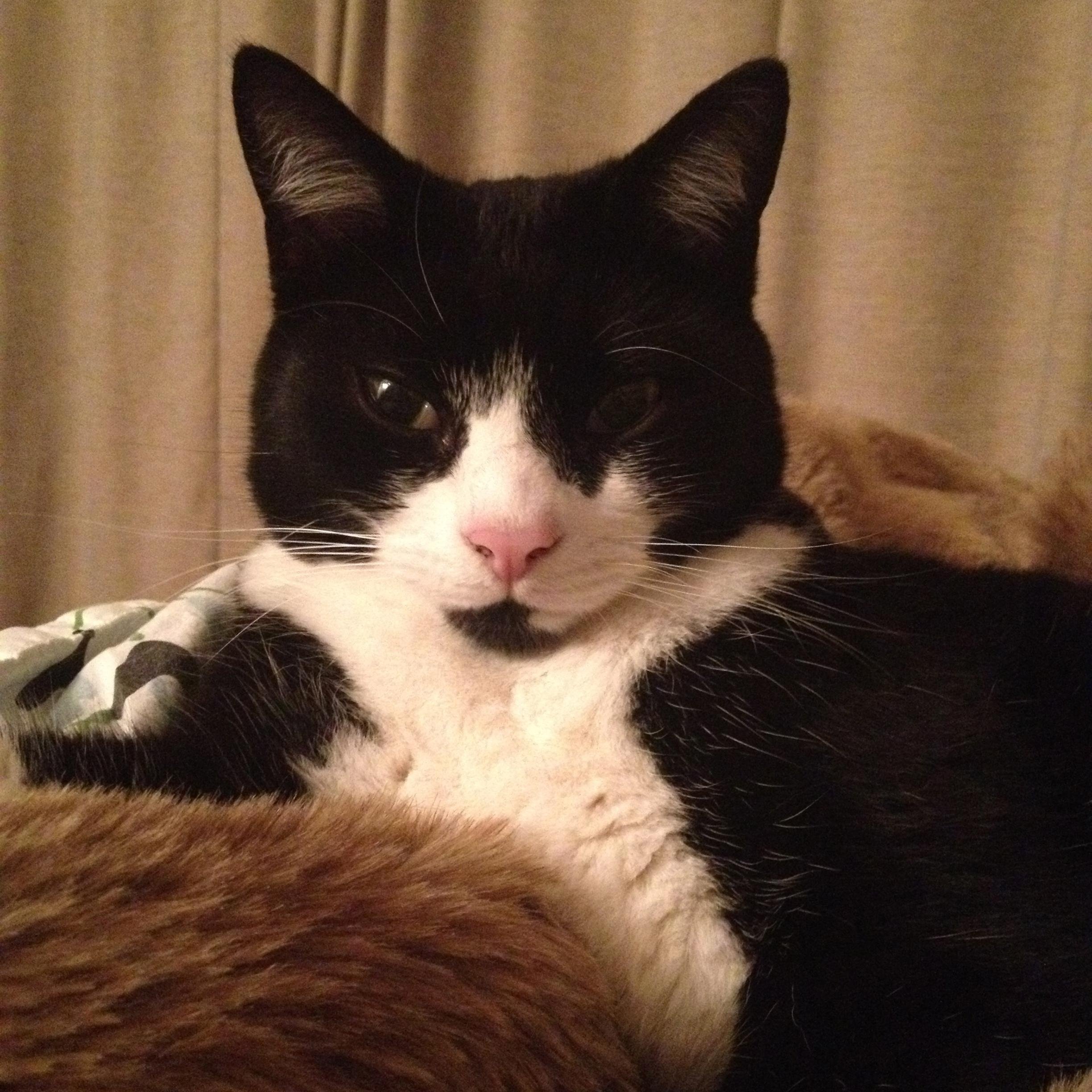 Five year old black and white cat. Job - entertain humans and bringing them gifts from the wild. Have applied to be the stunt double for Jess in Postman Pat vid