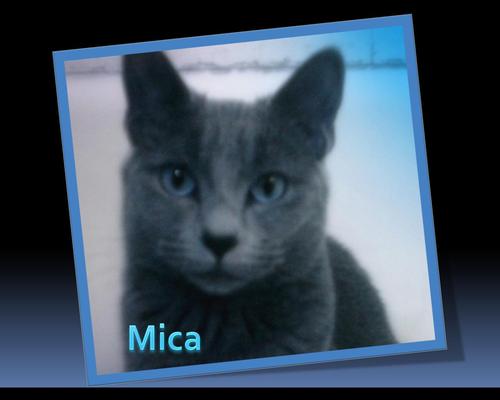 My name iz Mica. I am a Korat. I just had a new baby on Nov 14th. We only follow furry friends and those who love them.