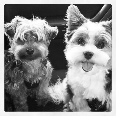 sheablair13's profile picture. 