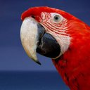 fernando cedillo - @avicolacedillo1 - Twitter